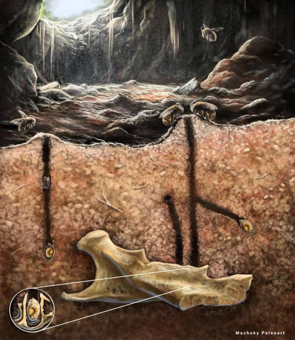 illustration of bees burrowing into the soil and laying eggs in fossil cavities